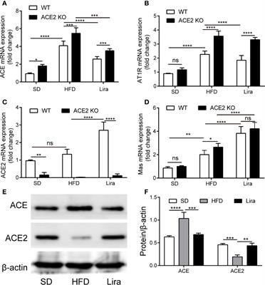 Liraglutide Attenuates Non-Alcoholic Fatty Liver Disease in Mice by Regulating the Local Renin-Angiotensin System